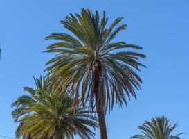 Datum Palme gegen das Himmel im Winter im Zypern 1 foto