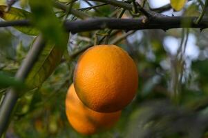 reif Orangen hängend zwischen das Blätter auf das Geäst von das Bäume von ein organisch Zitrusfrüchte Hain, im Winter. traditionell Landwirtschaft. 1 foto