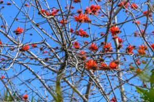 indisch Koralle Baum blüht im Zypern 2 foto