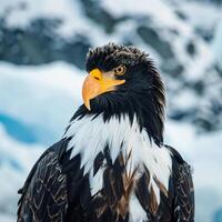 Foto stellers Meer Adler im Natur