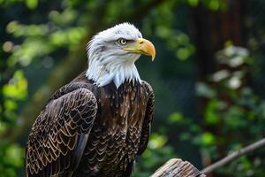 Foto kahl Adler thront majestätisch auf Baum