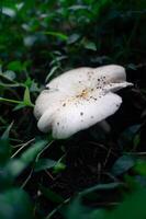 natürlich Weiß Pilz Das wächst im das Wald foto