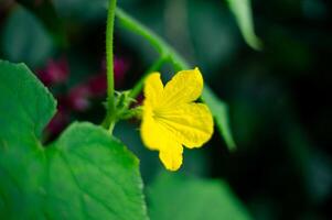 Gelb Gurke Blumen Das blühen und werden werden Obst foto