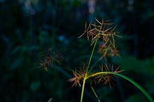 wild Blumen im das Wald Das blühen im das Morgen foto