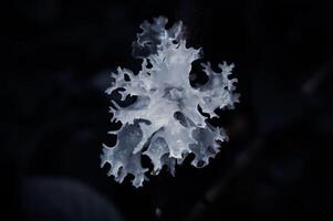 Weiß Pilze wachsend auf Stiele auf ein schwarz Hintergrund foto