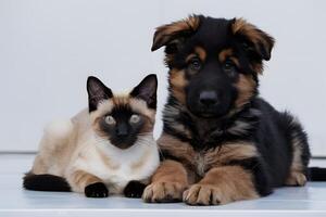 Deutsche Schäfer Hündchen und Siamese Katze sitzend zusammen, ihr Ausdrücke Hinzufügen Charme zu Szene foto