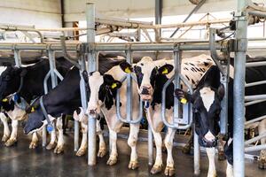 Milch Landwirtschaft Gebäude. ländlich Kühe im Halle. foto