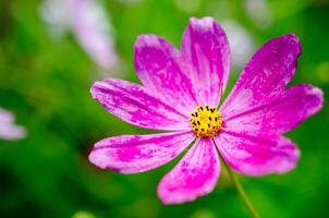 Rosa Wildblume Nahansicht foto