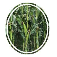 ein Mais Feld mit ein Kreis Das sagt Mais ein Mais Feld mit ein Bild von ein Mais im das Mitte foto
