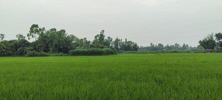 ein Reis Feld von Grün Reis mit Bäume im das Hintergrund, Reis Feld auf ein wolkig Tag, Reis Felder sind ein verbreitet Sicht. Grün Reis Feld foto
