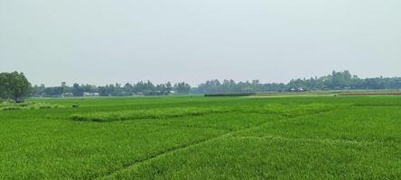 ein Reis Feld von Grün Reis mit Bäume im das Hintergrund, Reis Feld auf ein wolkig Tag, Reis Felder sind ein verbreitet Sicht. Grün Reis Feld foto