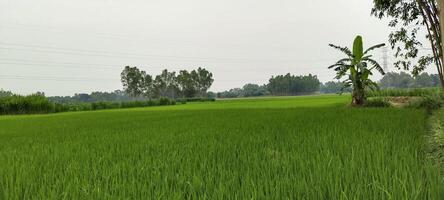 ein Reis Feld von Grün Reis mit Bäume im das Hintergrund, Reis Feld auf ein wolkig Tag, Reis Felder sind ein verbreitet Sicht. Grün Reis Feld foto