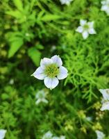 ein Weiß Blume schwarz Kreuzkümmel ist im das Mitte von ein Grün Feld, ein schwarz Kreuzkümmel Weiß Blumen foto