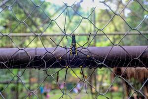 ein Gelb schwarz Spinne macht ein Nest während warten zum es ist Beute auf das Eisen Zaun. foto