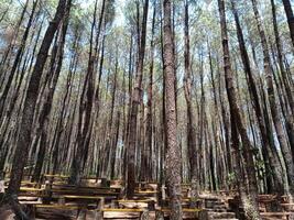 ein Gruppe von Bänke im das Mitte von ein Wald. Reihen von hölzern Bänke unter das Kiefer Wald von montieren merbabu National Park. foto