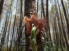 Hirschhorn Farn wächst auf Kiefer Bäume. Platycerium bifurcatum, verbreitet Hirschhorn Farn, Elchhorn Farn, Platycerium Alcicorne. Kräuter- medizinisch Pflanzen foto