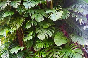 Monstera-Blätter für Hintergrund und Tapete, frische grüne Blätter Mustervorlage foto