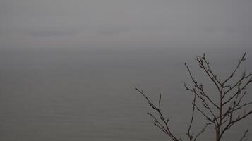 Baum in der Nähe von das Meer foto