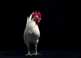 Weiß Huhn, Landwirtschaft Hähnchen Bauernhof, Natur Stil, Hahn, isoliert auf schwarz Hintergrund. foto