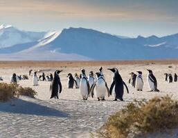 Klima Veränderung Konzept Pinguine im das Wüste foto