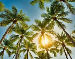 Palme Baum Blau Himmel Hintergrund foto