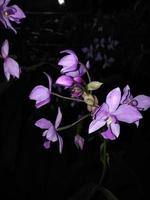 lila Orchideenblüte mit dunklem Hintergrund foto