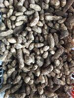 Erdnüsse, Arachis Hypogaea l foto