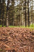 Blick auf wasserlosen Boden bei Hitzewelle im Wald foto