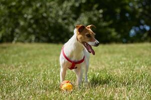 aktiv Hund spielen mit Spielzeug Ball beim Sommer- Tag foto