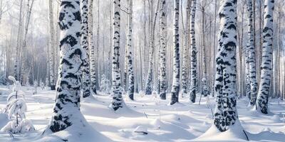 schneebedeckt Stämme von Birke Bäume im Winter Wald foto