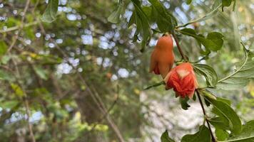 Nahansicht von ein Granatapfel Blume Knospe foto