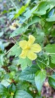 Nahansicht von ein Gelb bitter Melone Blume Momordica Charantia foto