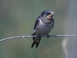 Scheune schluckt Vogel Fotografie foto