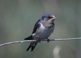 Scheune schluckt Vogel Fotografie foto