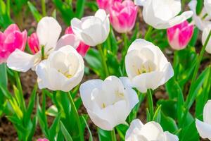 Hintergrund von viele Weiß Tulpen. Blumen- Hintergrund von ein Teppich von Weiß Tulpen. foto