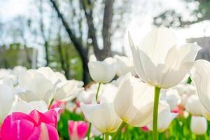 Hintergrund von viele Weiß Tulpen. Blumen- Hintergrund von ein Teppich von Weiß Tulpen. foto