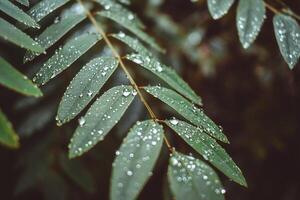 Geäst mit Blätter von Bäume im das Regen Wald, auf welche Lüge viele Regentropfen leuchtenden Silber. fabelhaft Geäst von exotisch Bäume mit Regentropfen auf ihnen. foto