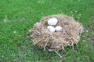 Eier wie Hintergrund foto