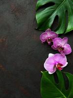 tropische Blätter Monstera und Orchideenblüten foto