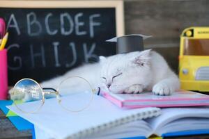 ein klein Weiß Kätzchen im ein Absolventen Hut und Brille zum Vision und schläft auf öffnen Bücher gegen das Hintergrund von ein Schule Tafel mit das Englisch Alphabet. das Katze ist müde von tun Hausaufgaben. foto