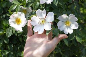 ein Nahansicht von ein Mädchen Hand halten ein Weiß Blume foto