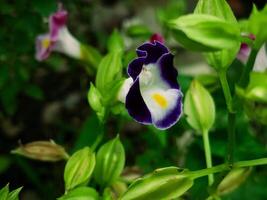 schließen oben von wild lila Querlenker Blume foto