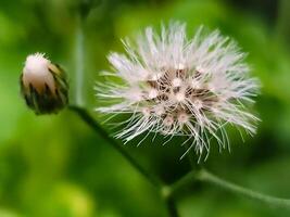 schließen oben von wild Cyanthillium Blume foto