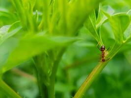 schließen oben von rot Ameise auf das Pflanze foto