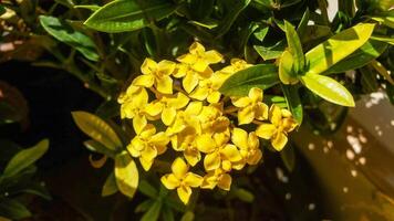 schließen oben von Soka Blume im das Garten foto