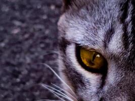 schließen oben von Katze Auge foto