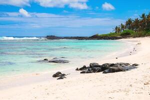 tropisch Strand mit Felsen und transparent Meer im Mauritius foto