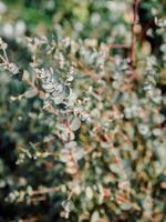 Eukalyptus gunni Azura, Härte Pflanze foto