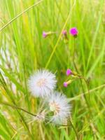 Bild von Blume Pflanzen und Bäume im das See foto