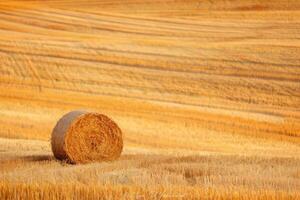 einsam Stroh Ballen im golden Weizen Feld beim Ernte Zeit foto